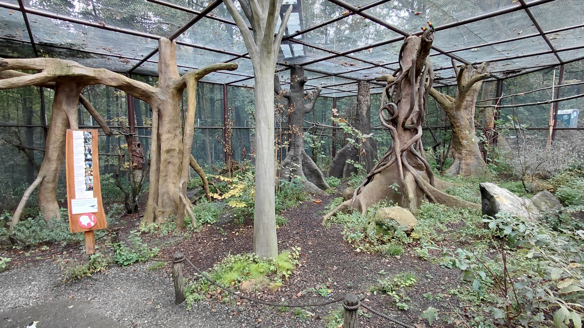 Papua walkthrough aviary