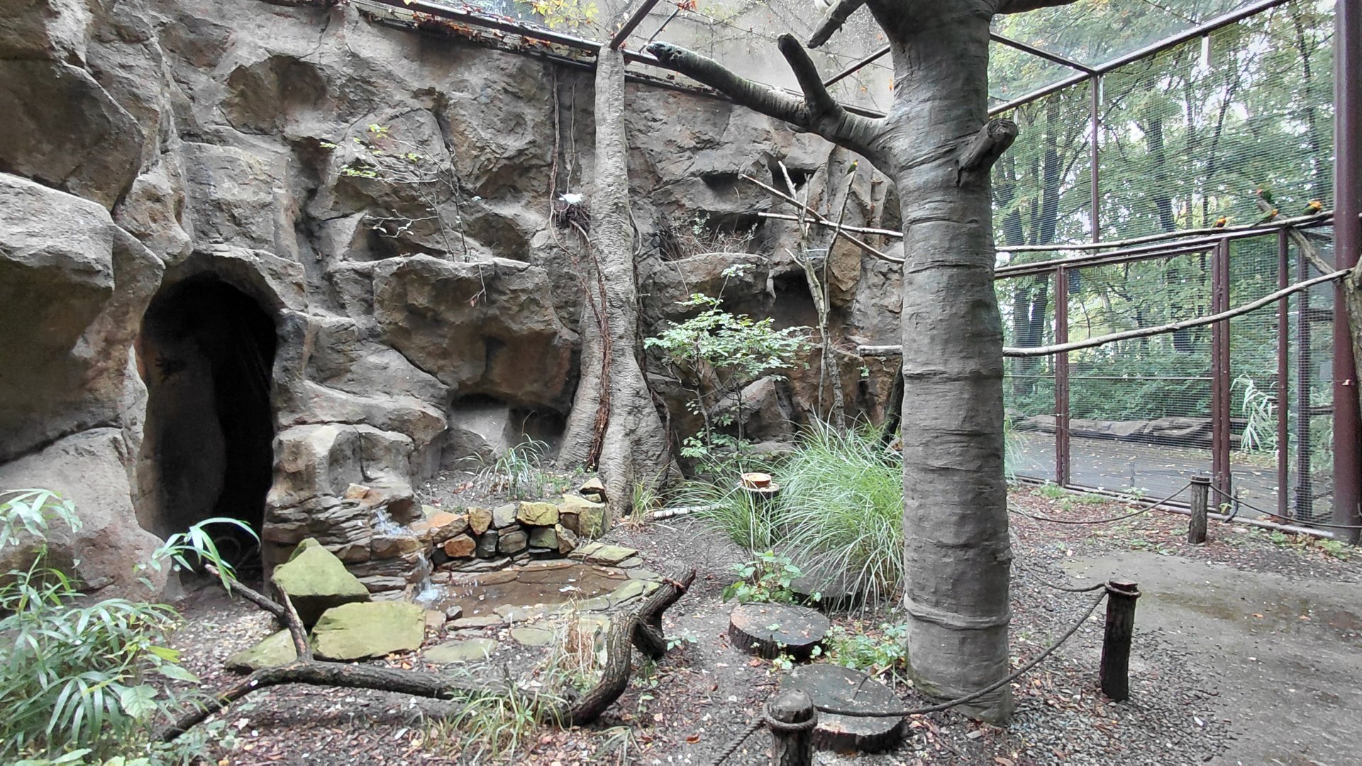 Papua walkthrough aviary