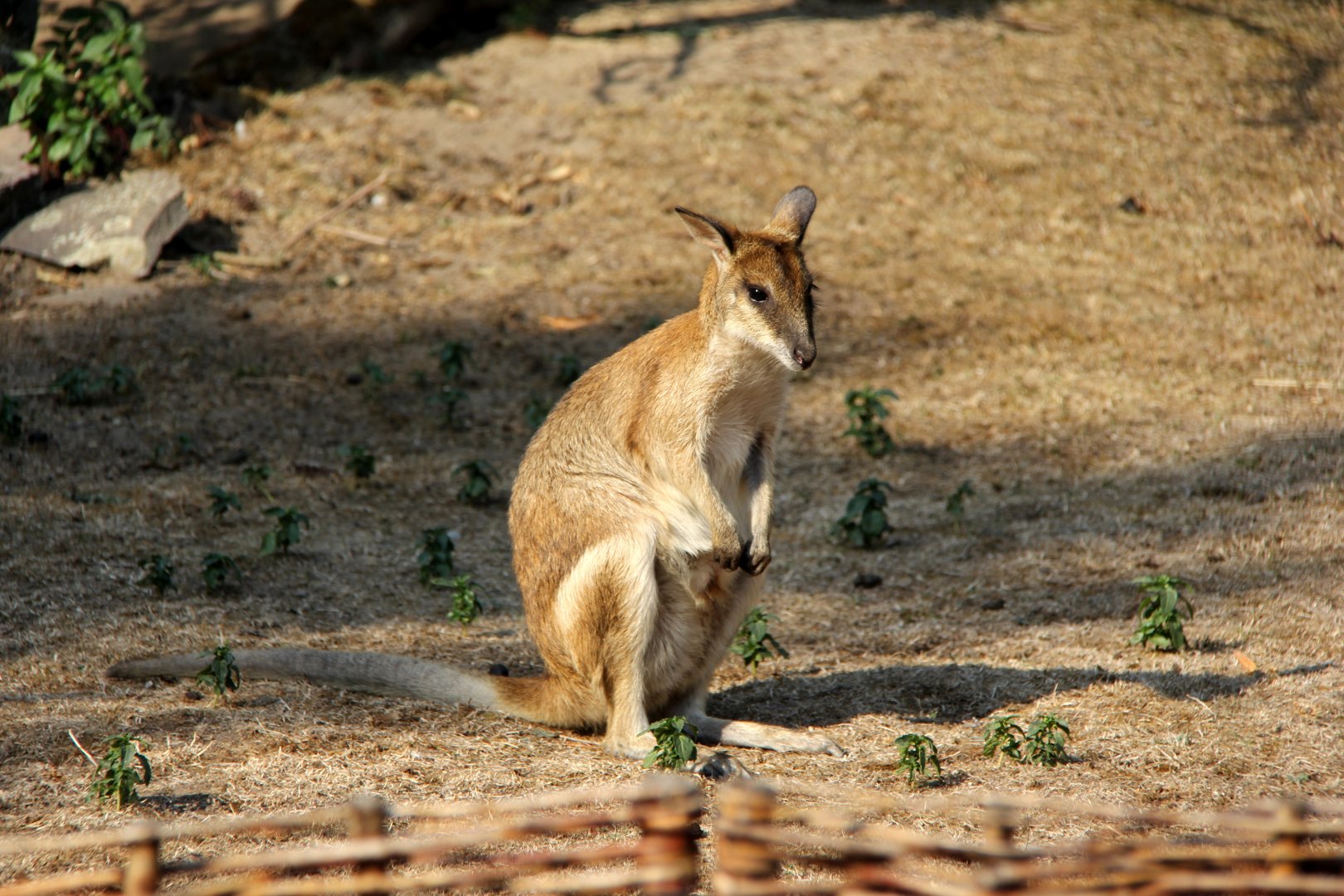 Papuan agile wallaby (Macropus agilis papuanus)