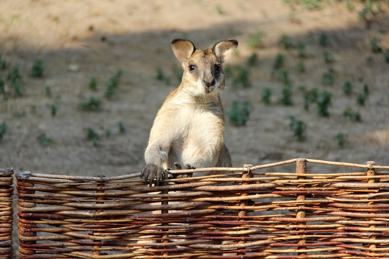 Papuan agile wallaby (Macropus agilis papuanus)