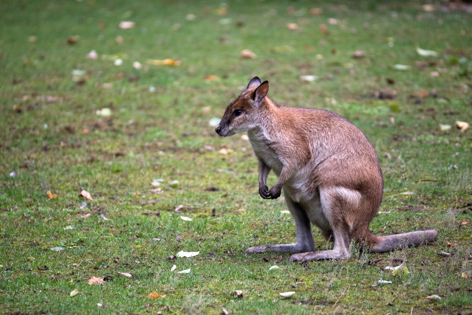 Papuan agile wallaby - Notamacropus agilis papuanus