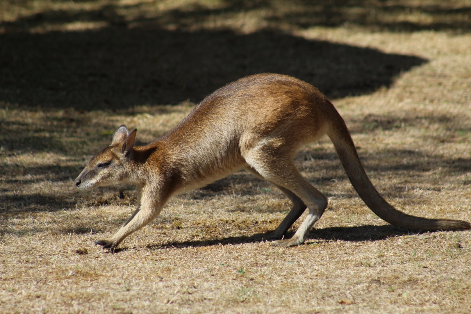 Papuan Agile Wallaby