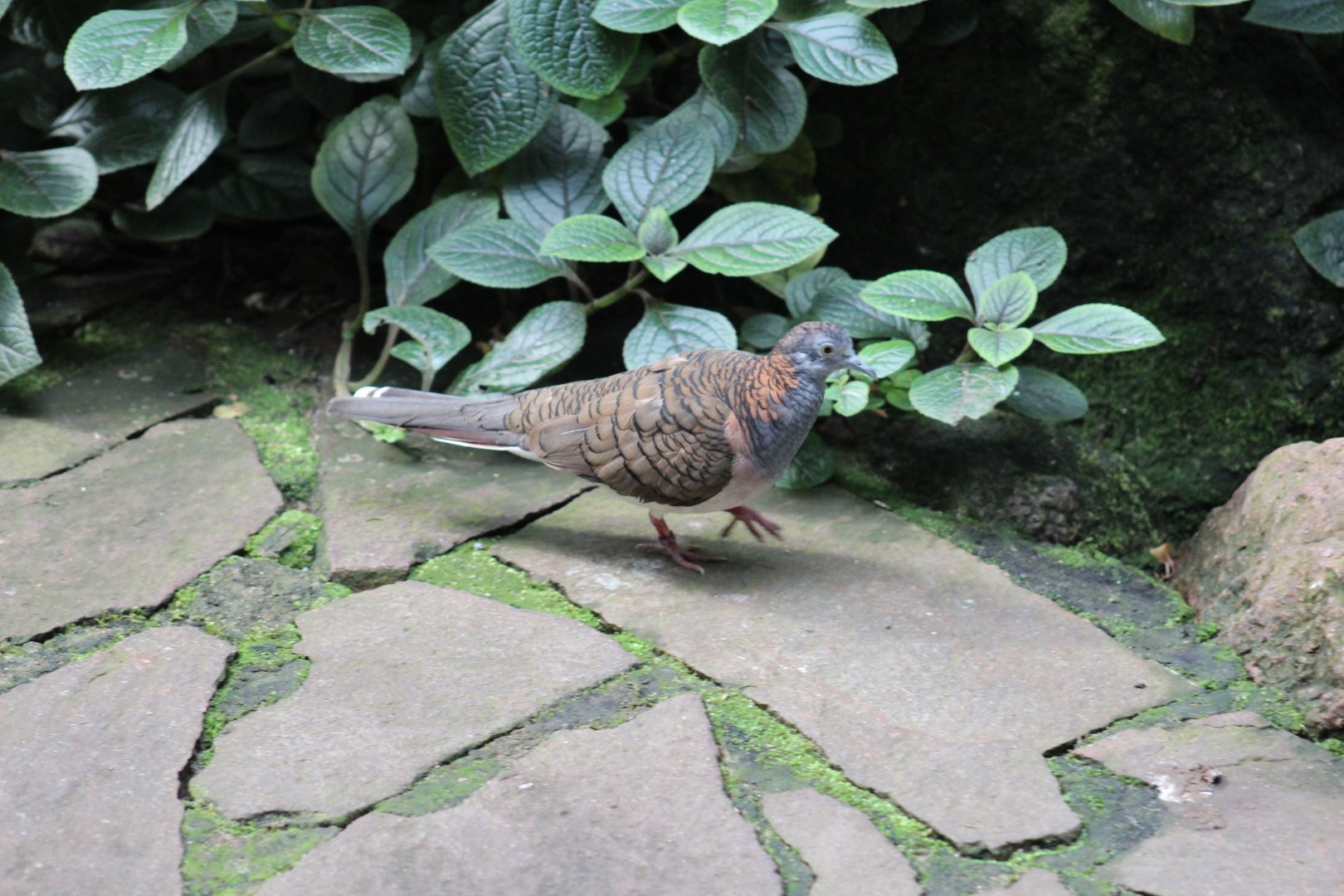 Papuan Bar-Shouldered Dove