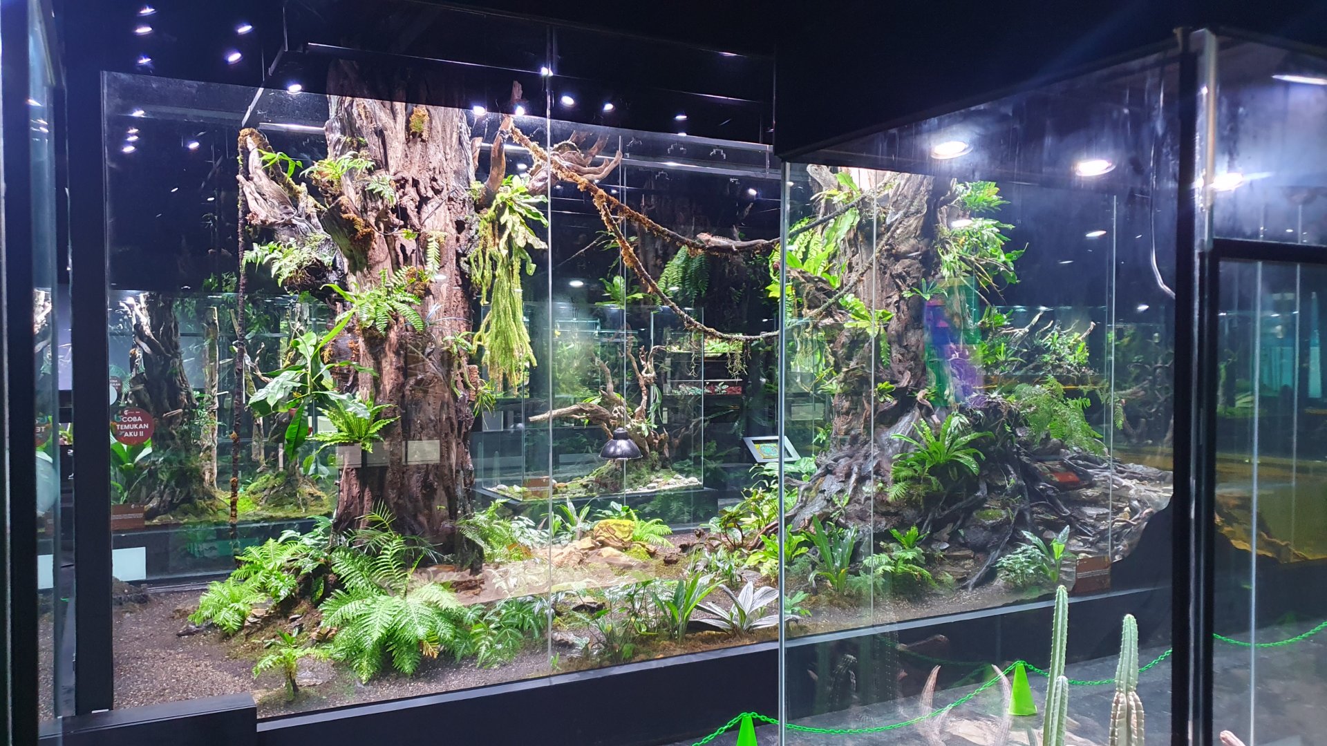 Papuan Biodome - Museum Komodo