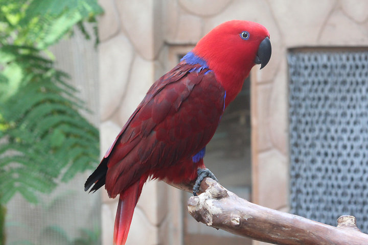 Papuan eclectus (Eclectus polychloros cf. aruensis) - Jakarta Bird Land