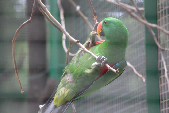 Papuan eclectus (Eclectus polychloros polychloros)