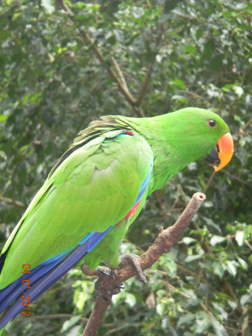 Papuan Eclectus - Wildlife Habitat 2012