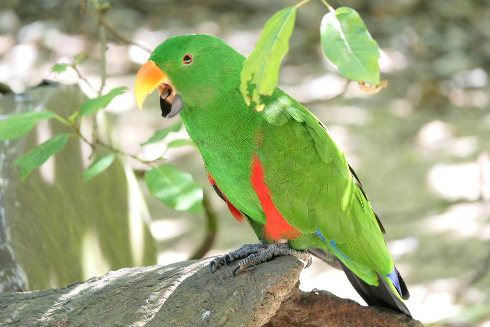 Papuan Eclectus