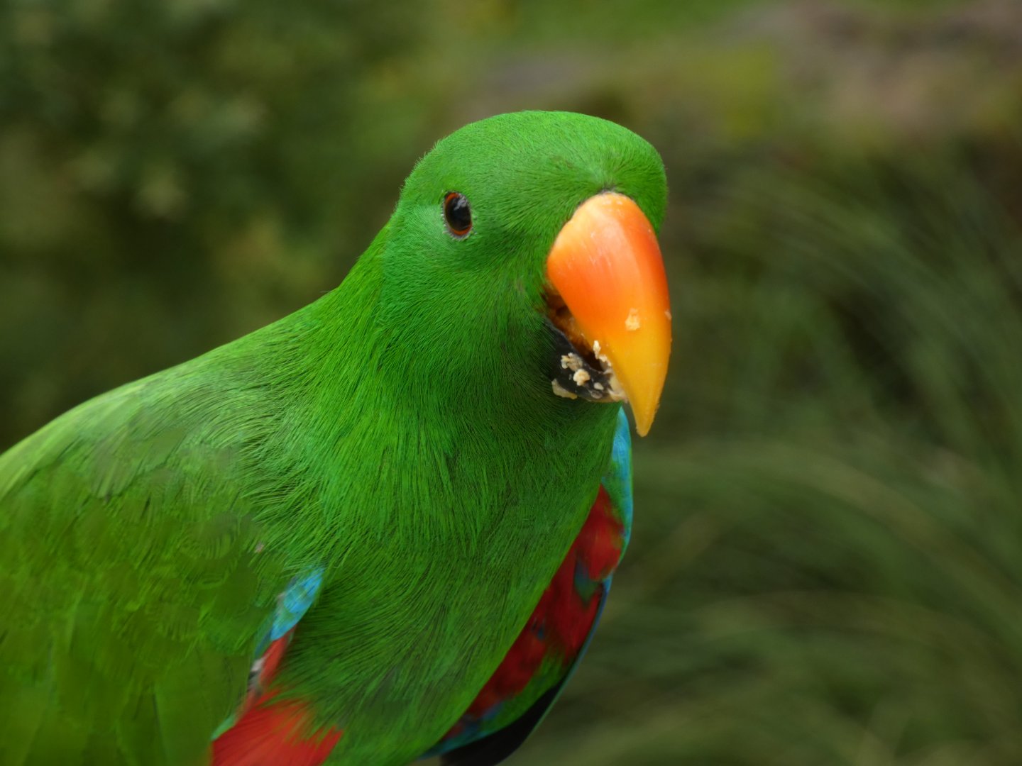 Papuan eclectus