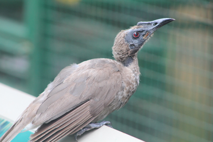 Papuan friarbird (Philemon buceroides novaeguineae) - Bird Park
