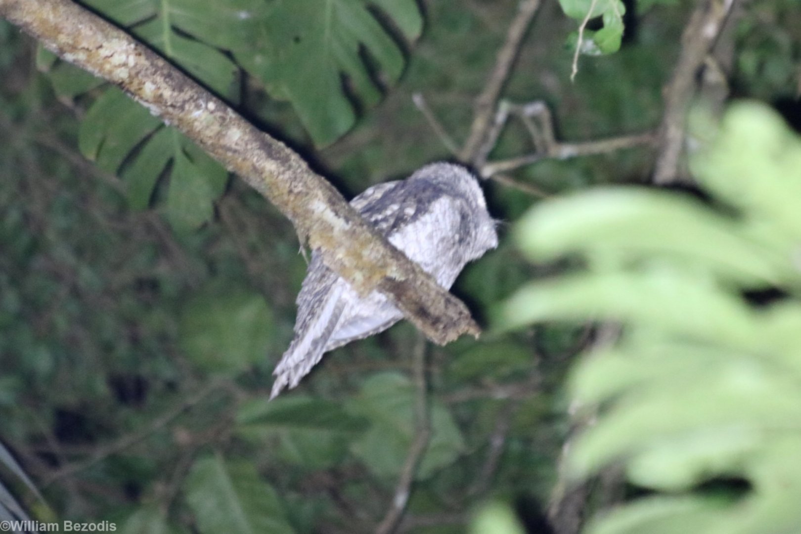 Papuan Frogmouth at the Cairns Botanic Garden