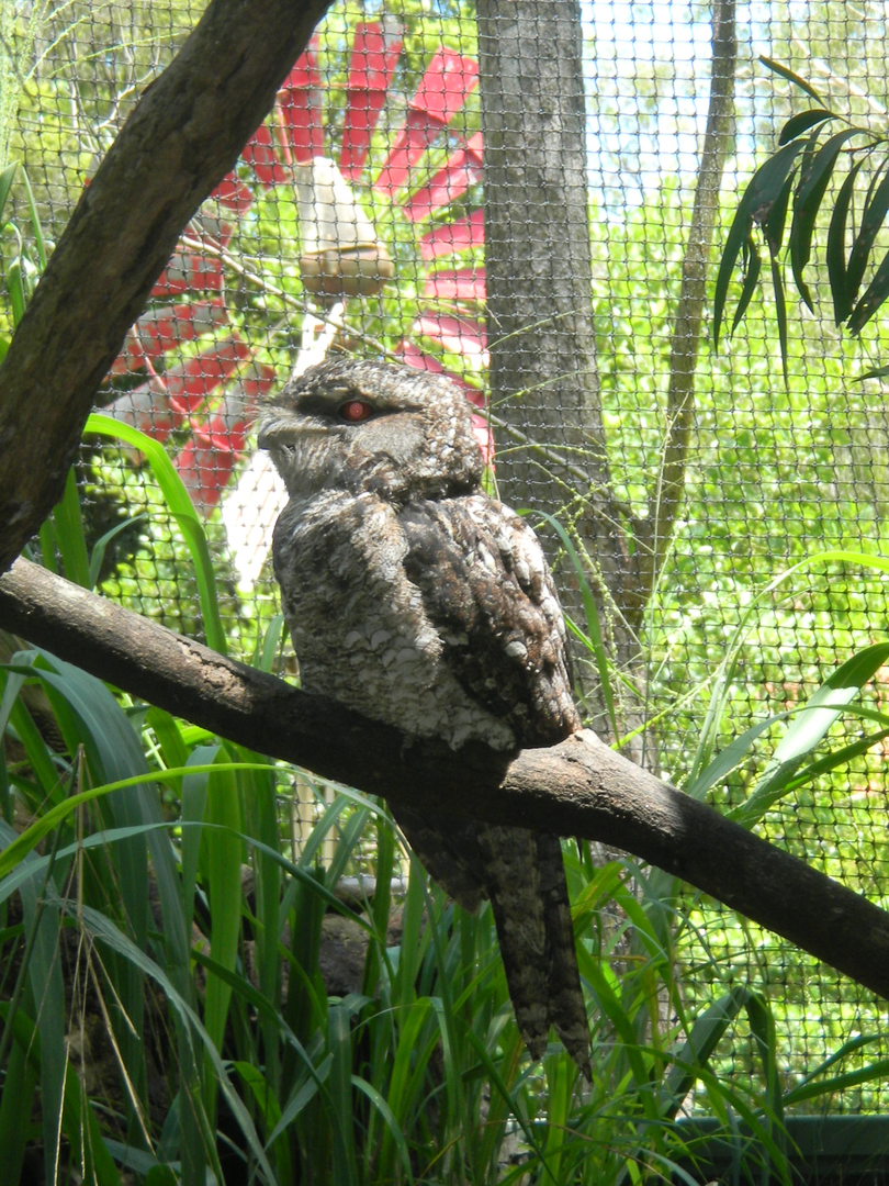 Papuan Frogmouth - Cairns Tropical Zoo 2011