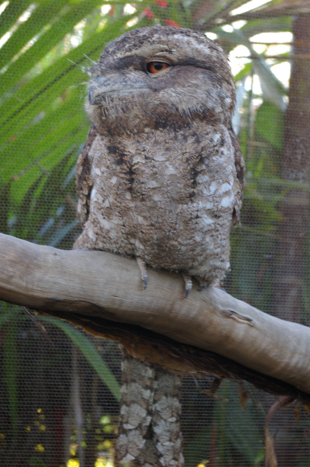 Papuan frogmouth, Cairns Wildlife Dome