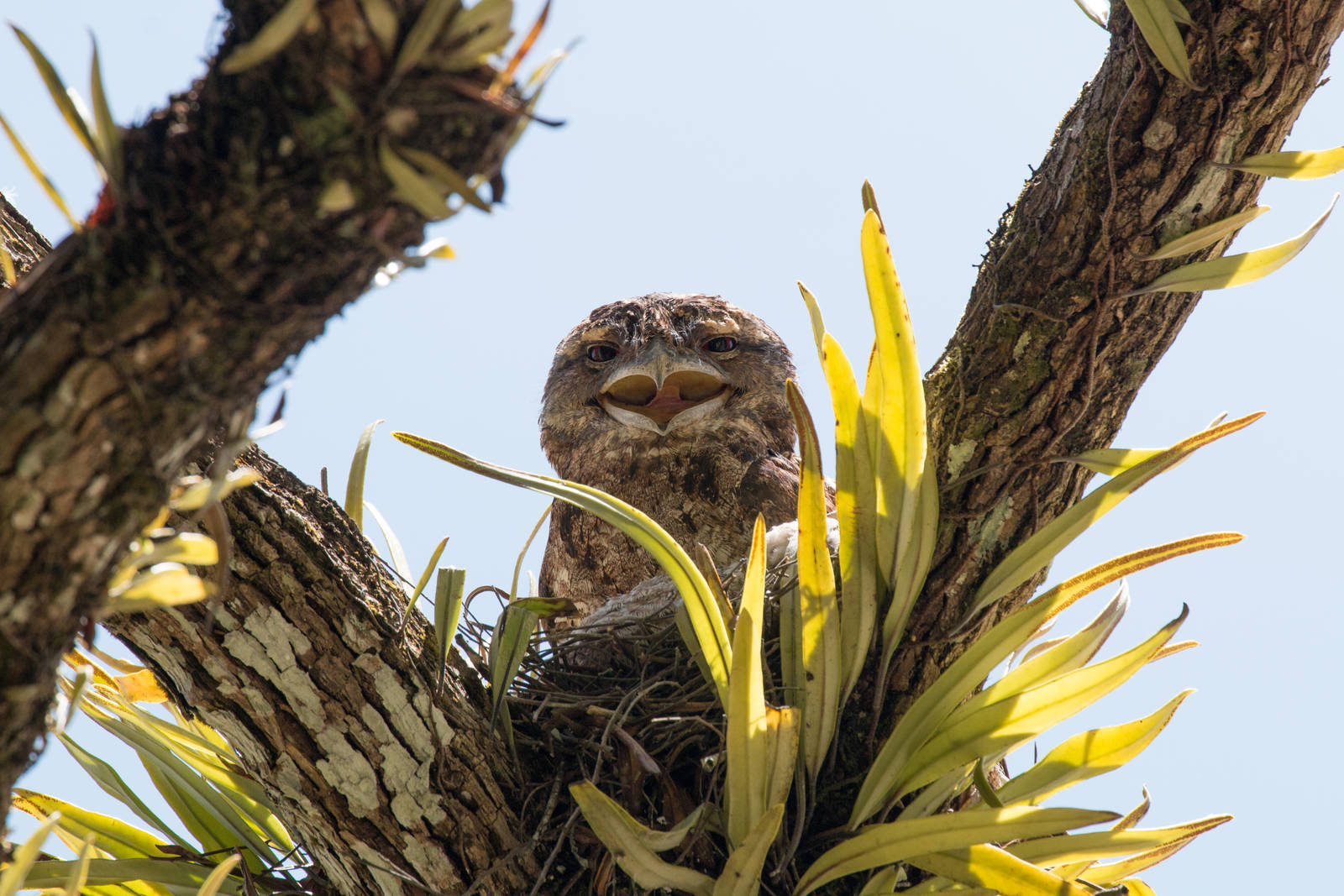 Papuan Frogmouth on nest