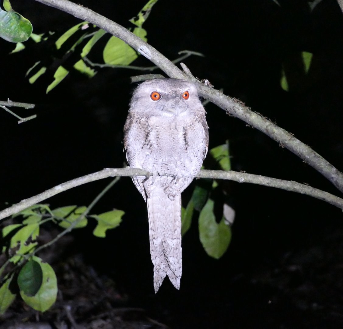Papuan Frogmouth (Podargus papuanus)