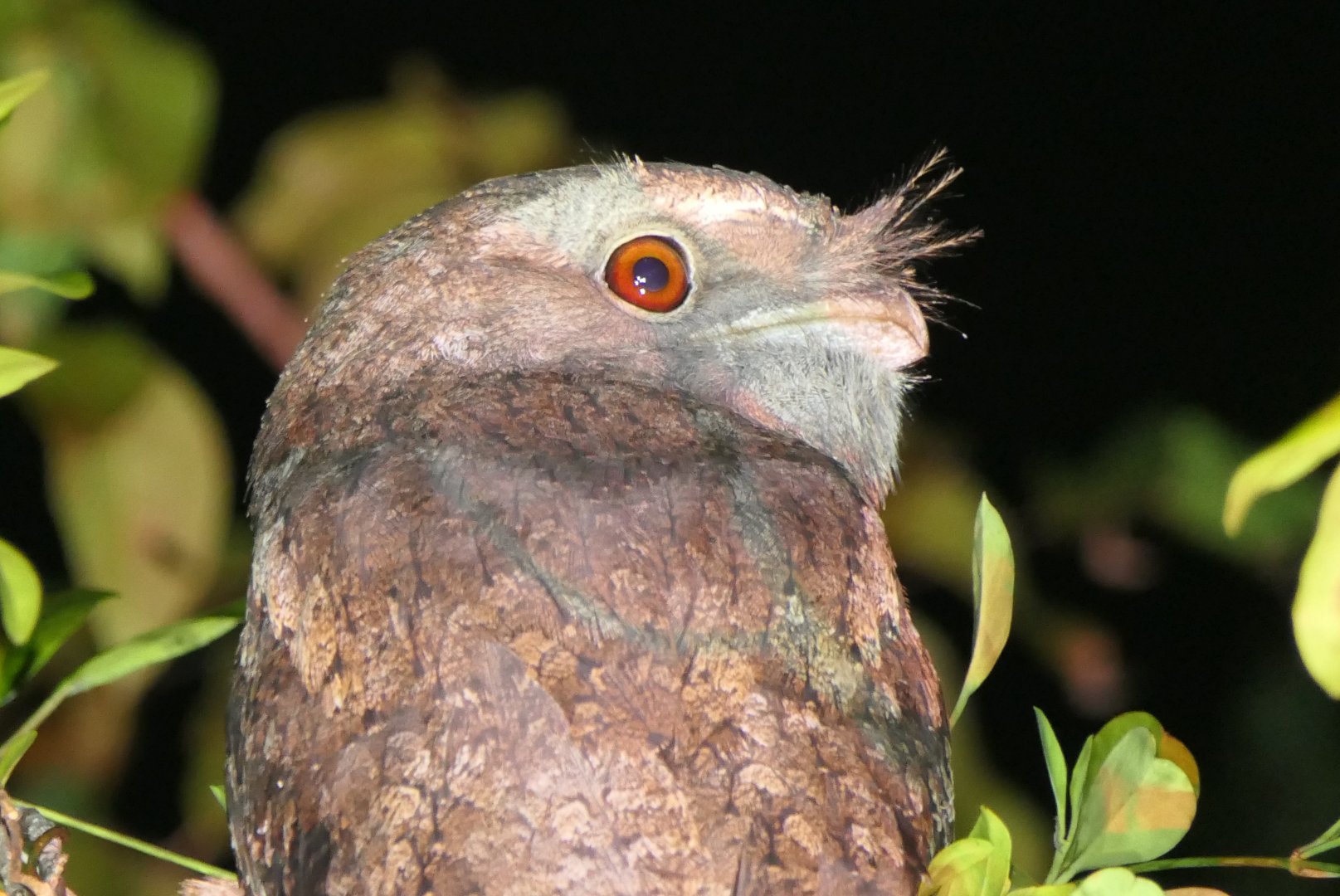 Papuan Frogmouth (Podargus papuanus)