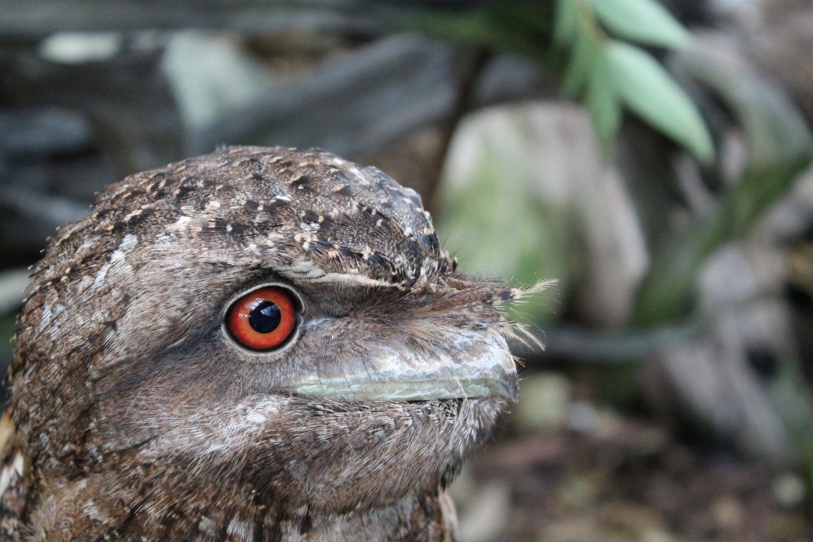 Papuan Frogmouth (Podargus papuensis)
