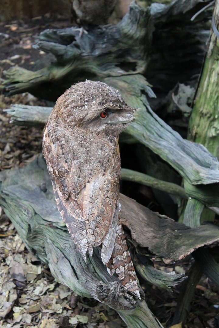 Papuan Frogmouth (Podargus papuensis)