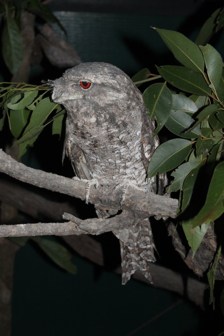 Papuan Frogmouth (Podargus papuensis)