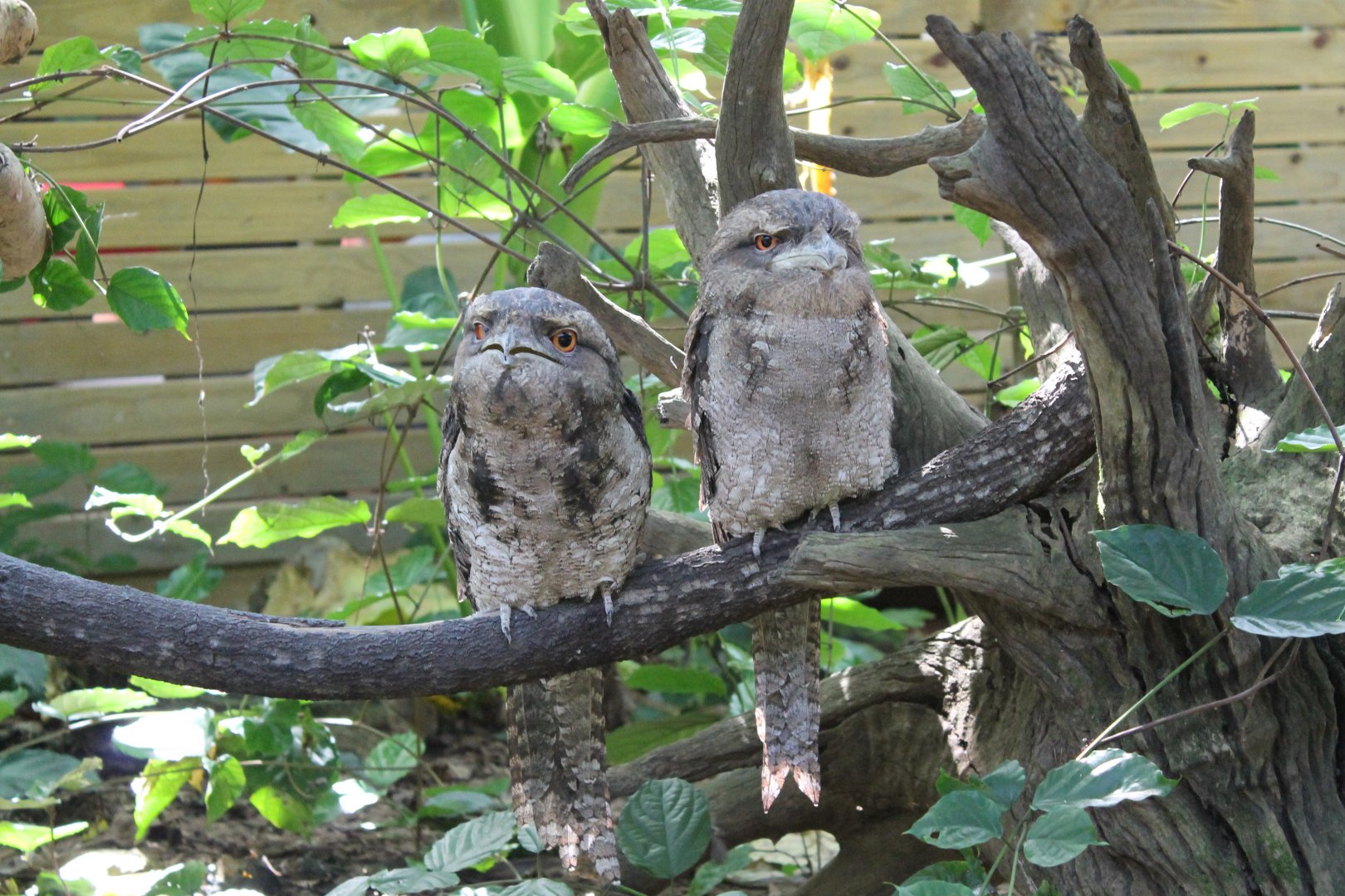 Papuan Frogmouth (Podargus papuensis)