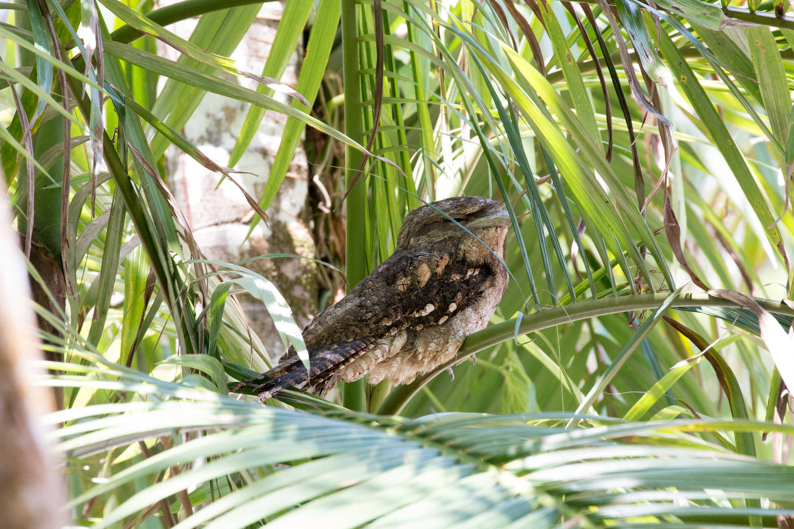 Papuan Frogmouth