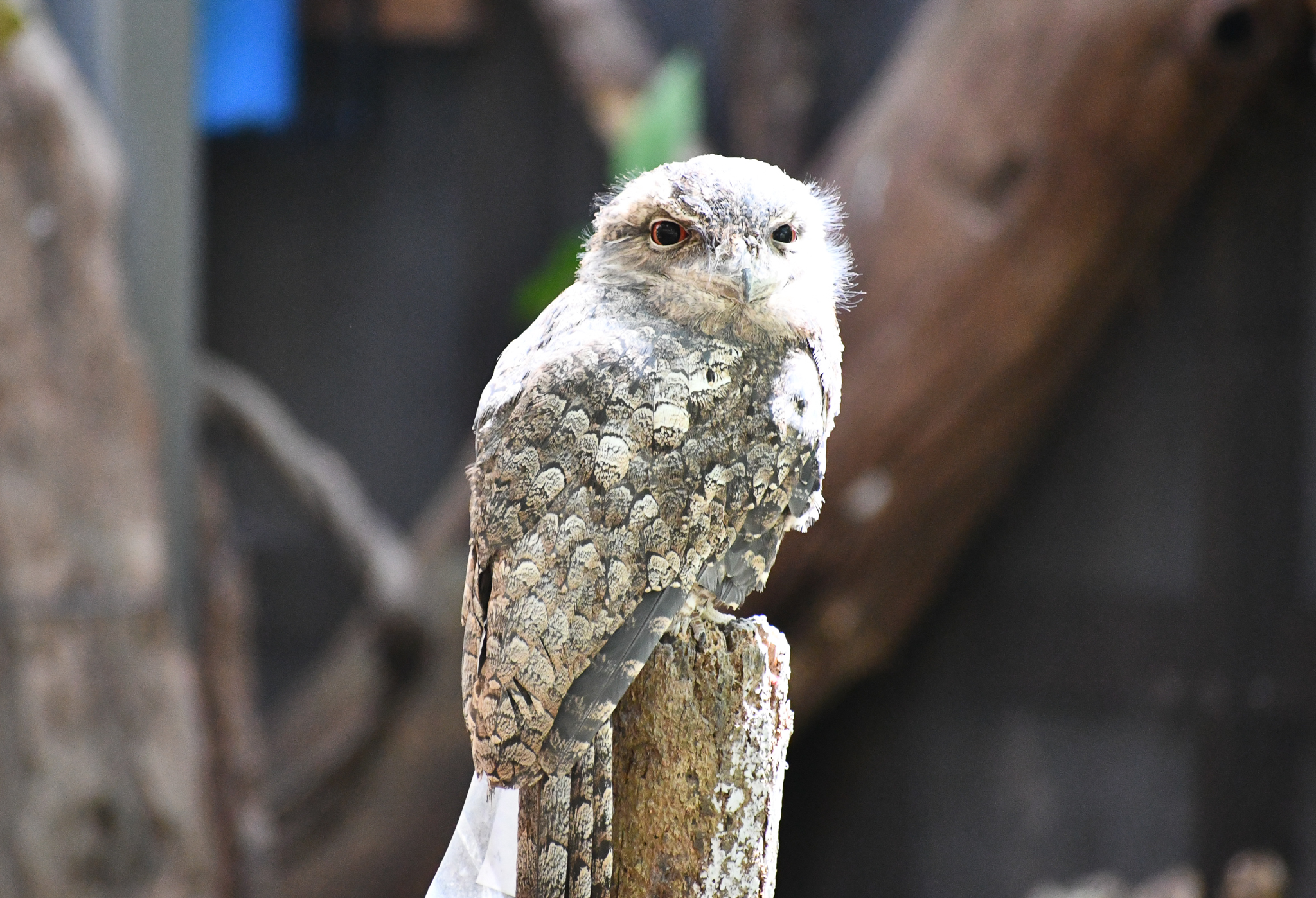Papuan Frogmouth