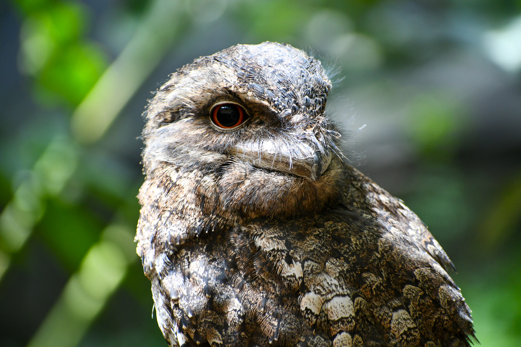 Papuan Frogmouth