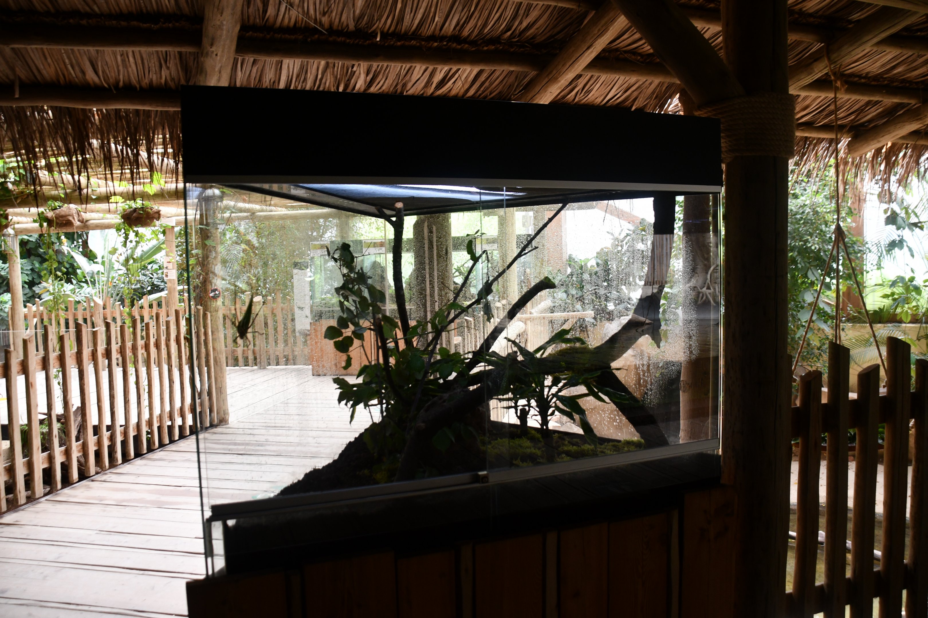 Papuan Giant Hooded Katydid (Siliquofera grandis) terrarium (House of Giants)