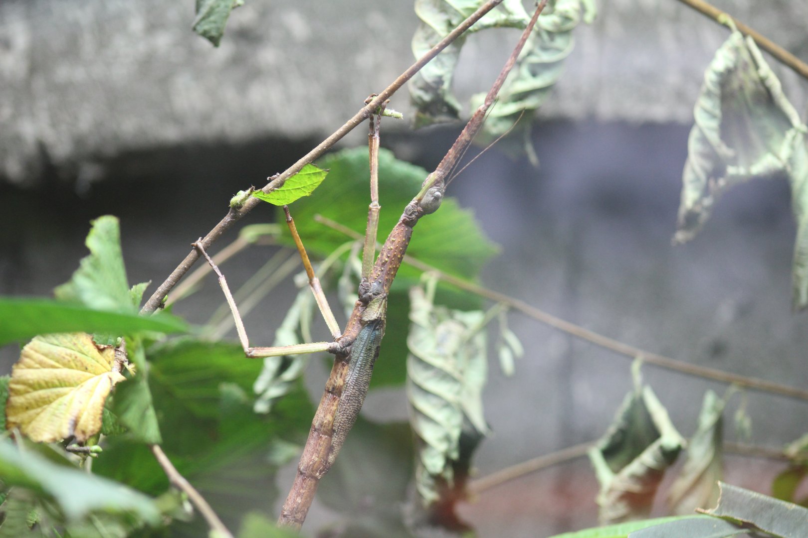 Papuan Giant Winged Walkingstick