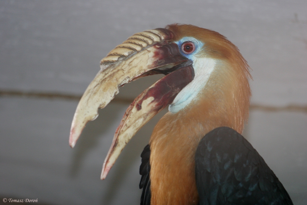 Papuan Hornbill (Aceros plicatus) male
