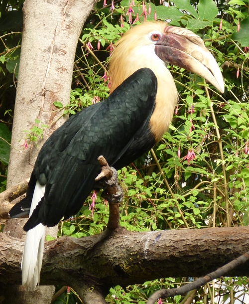 Papuan hornbill (Aceros plicatus)