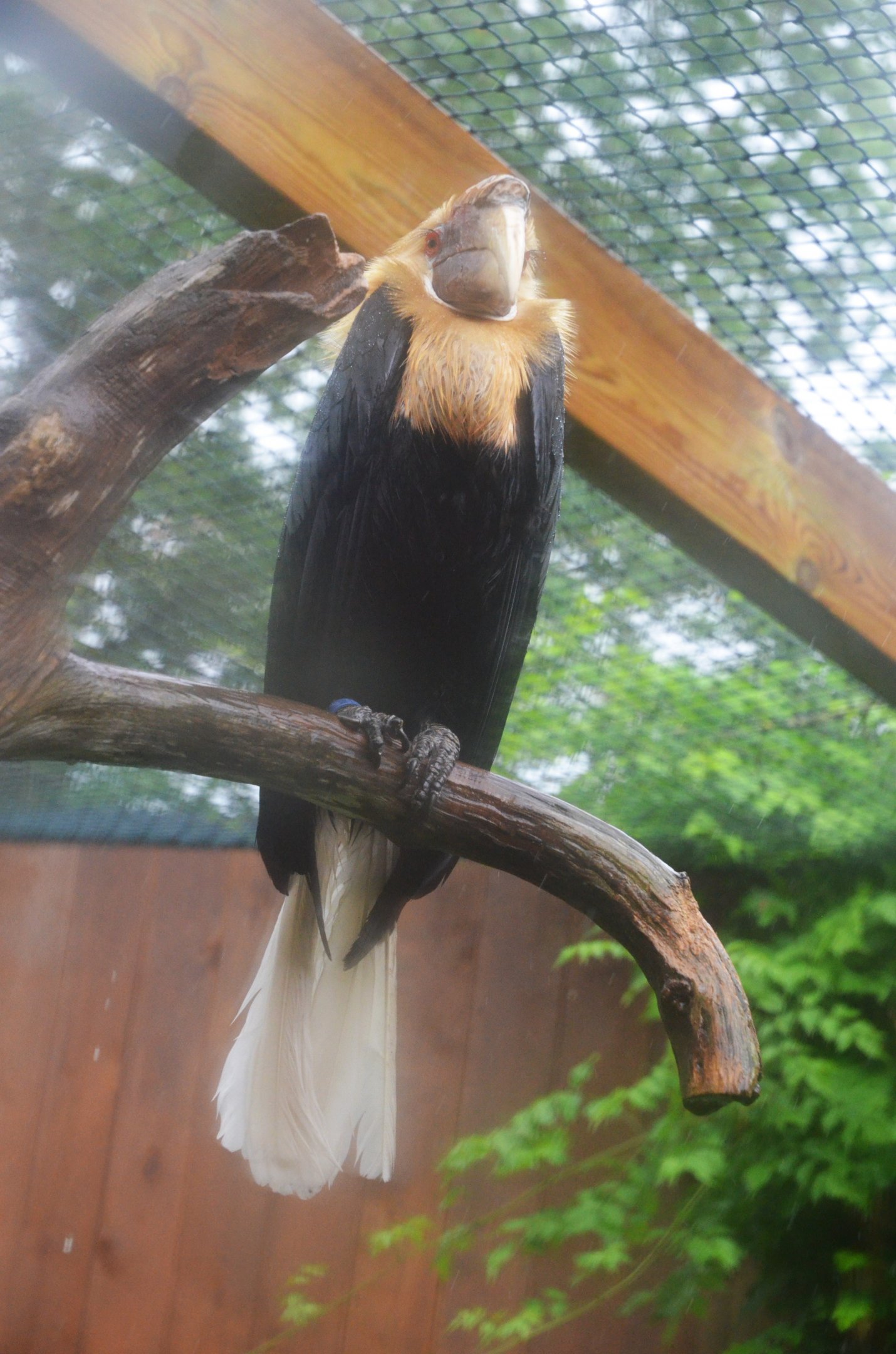 Papuan Hornbill at La Flèche, 11/06/18