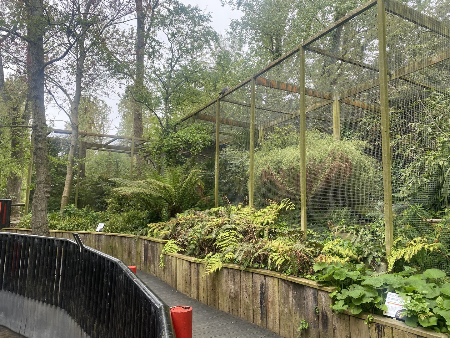 Papuan hornbill aviary 060523