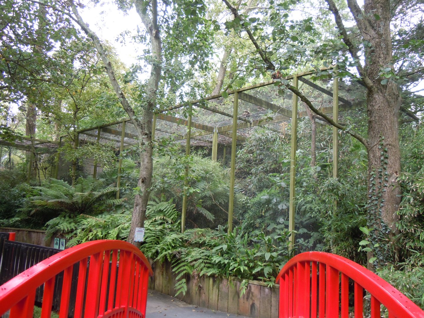 Papuan hornbill aviary 070920