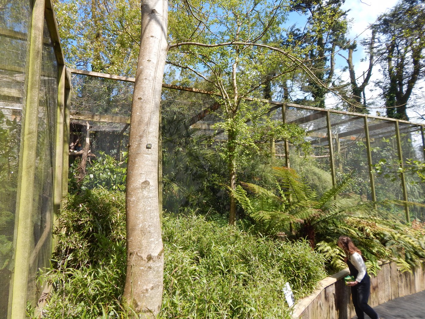 Papuan hornbill aviary 240424