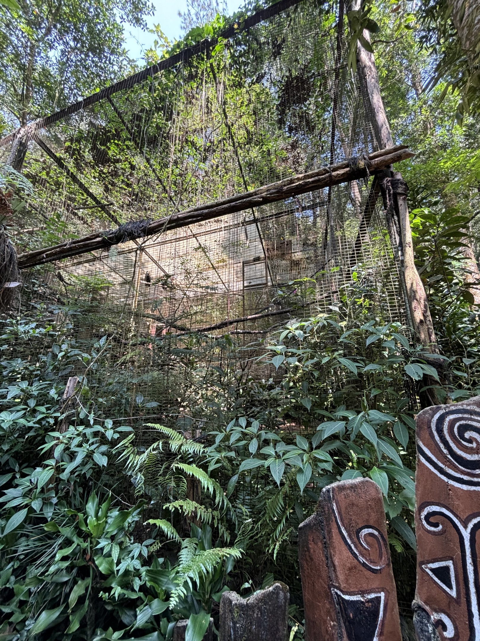 Papuan Hornbill Aviary