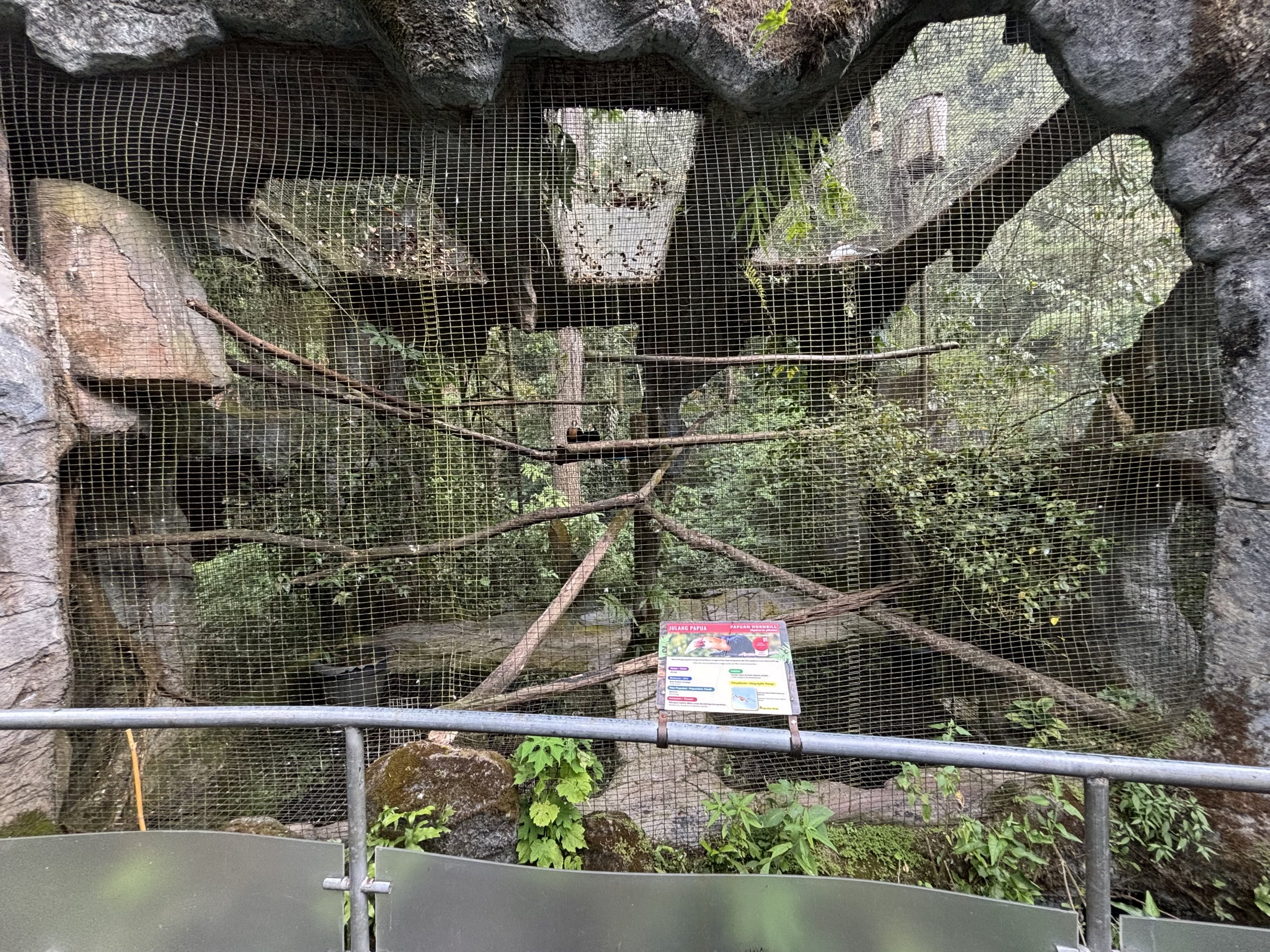 Papuan Hornbill Aviary