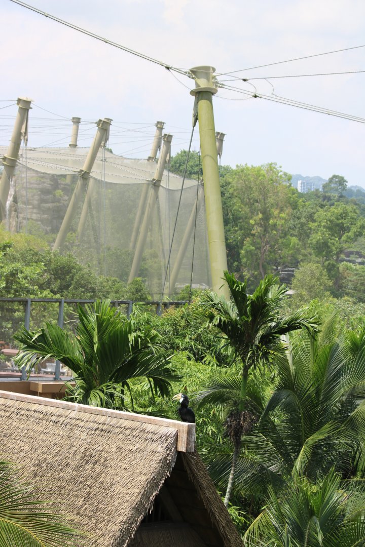 Papuan Hornbill in Wings of Asia with View to Crimson Wetlands Behind