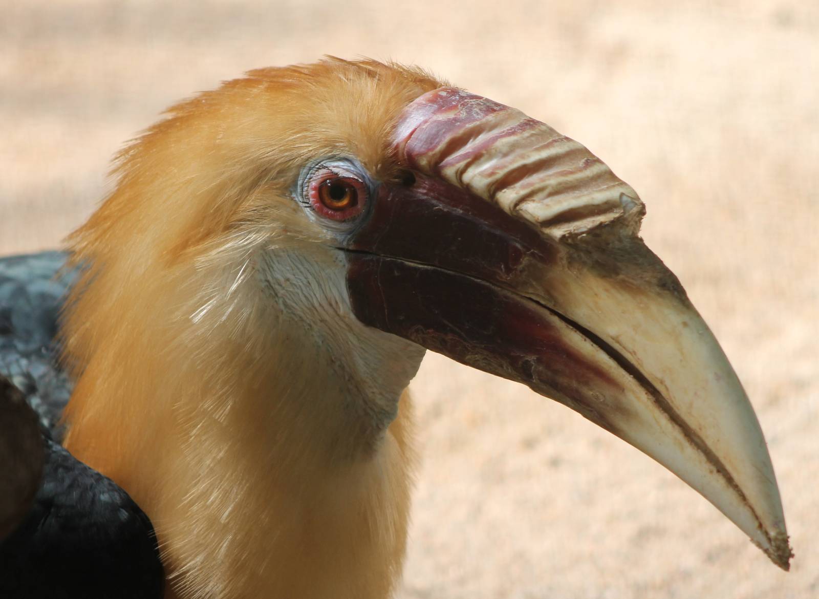 Papuan hornbill male