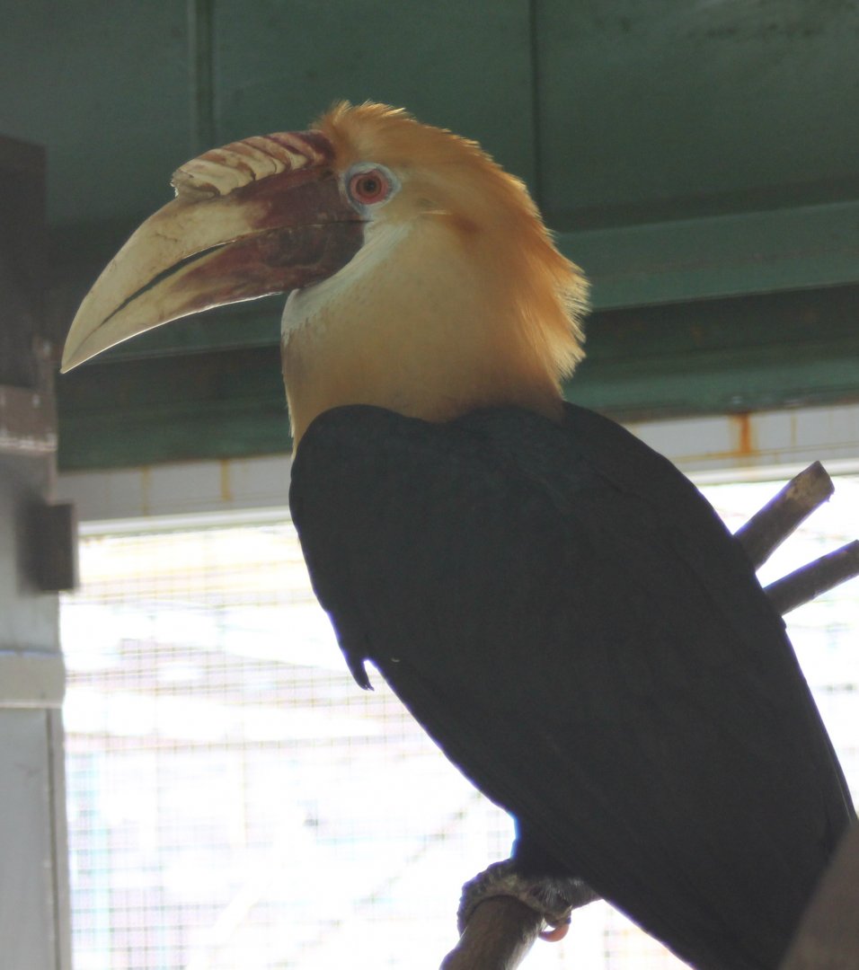 Papuan hornbill - male