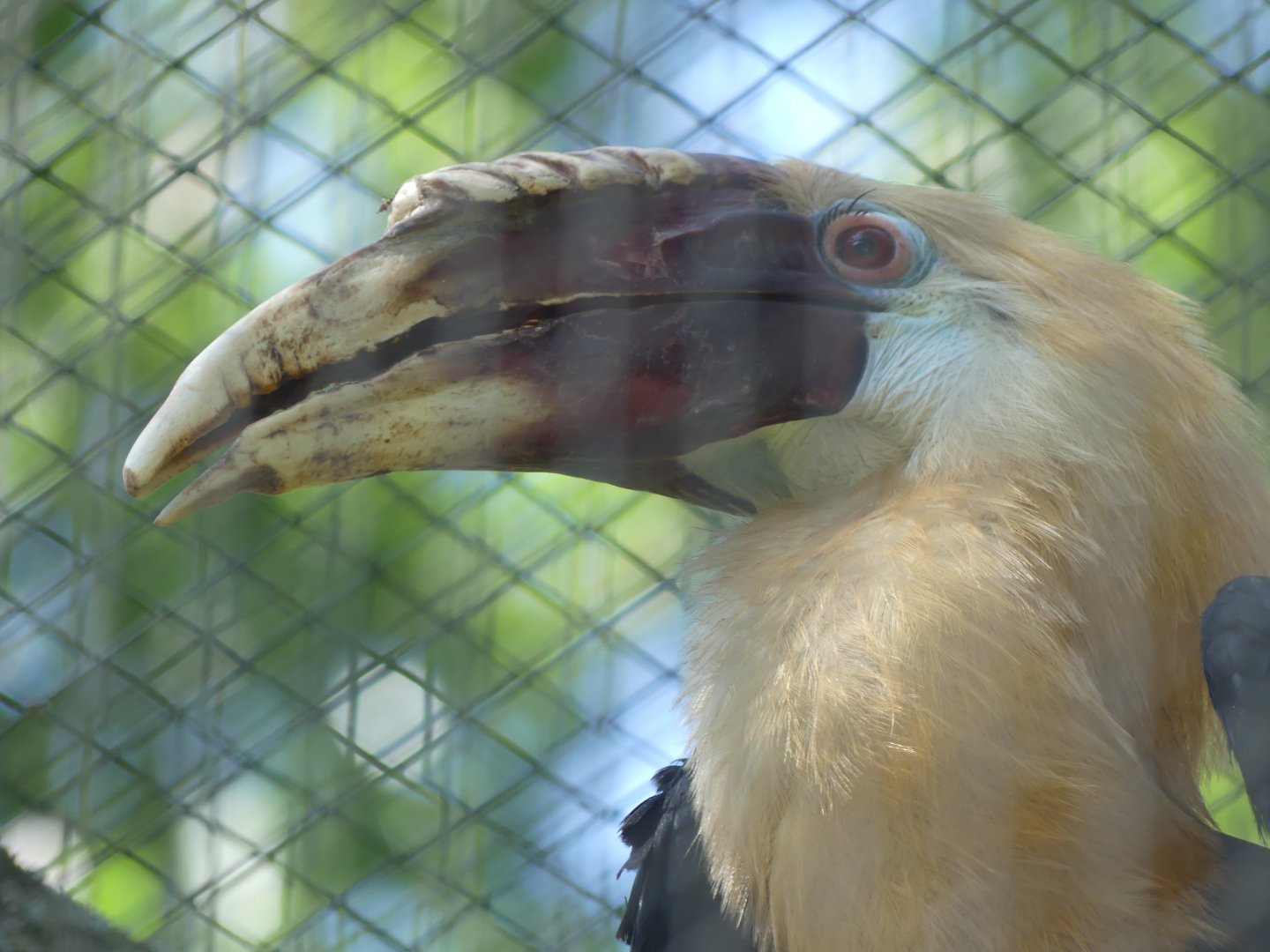 Papuan Hornbill (male)