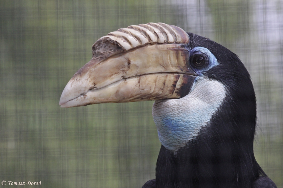 Papuan Hornbill (Rhyticeros plicatus) - female