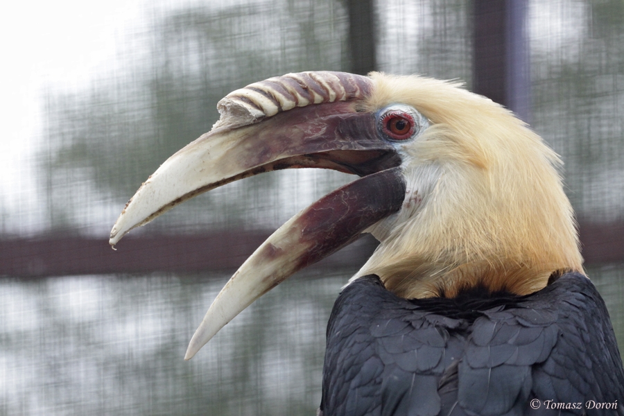 Papuan Hornbill (Rhyticeros plicatus) - male