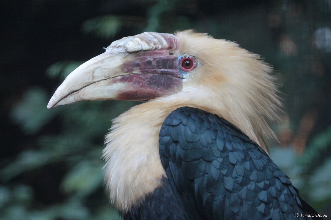 Papuan Hornbill (Rhyticeros plicatus) male