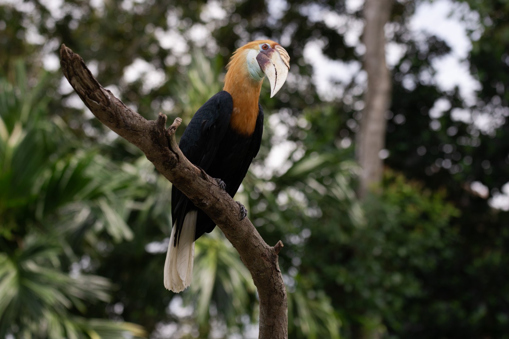 Papuan Hornbill (Rhyticeros plicatus) - Wings of Asia