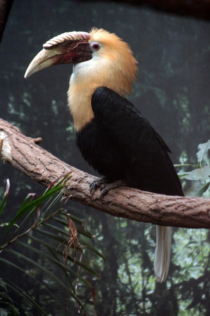 Papuan hornbill (Rhyticeros plicatus)