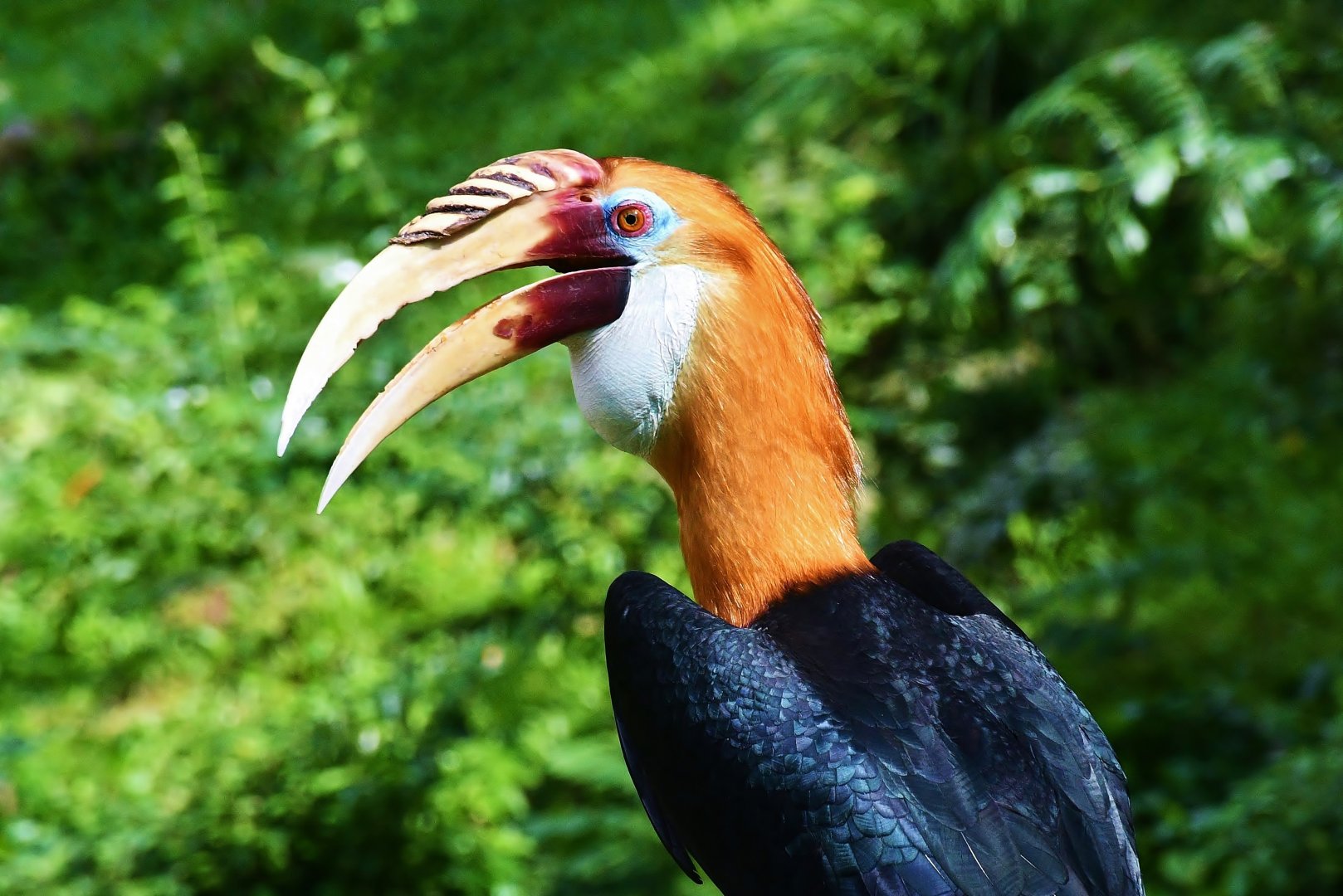 Papuan Hornbill (Rhyticeros plicatus)