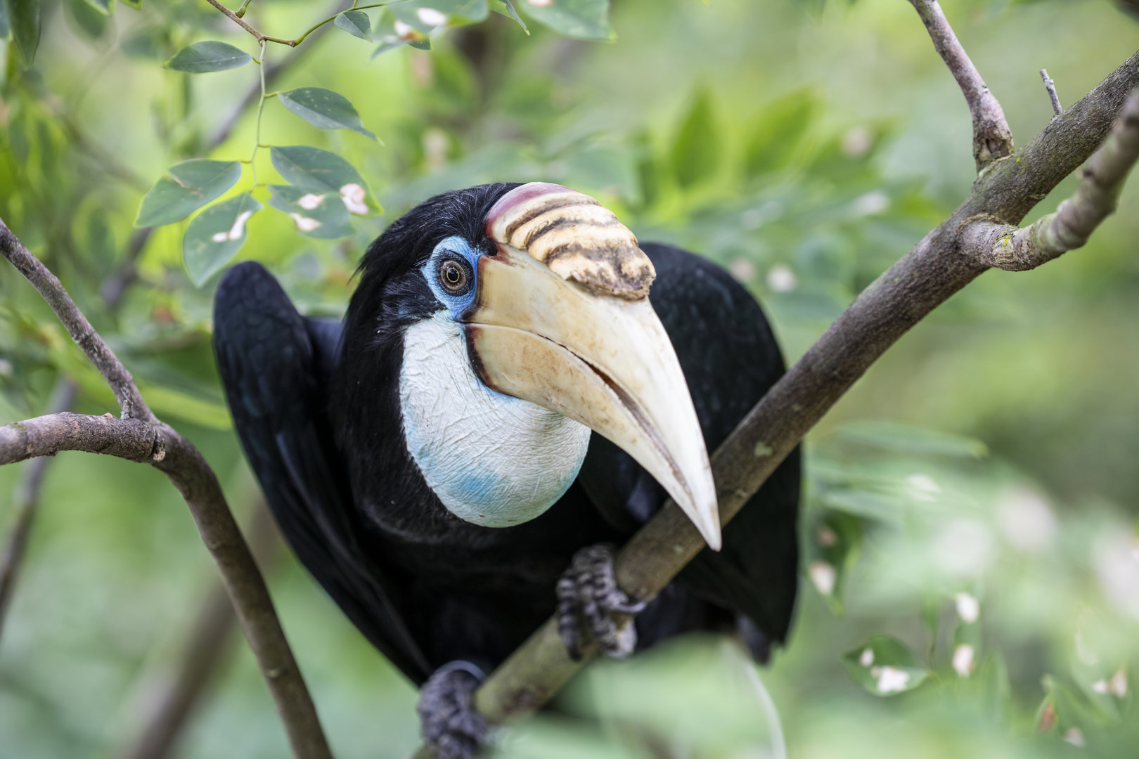 Papuan Hornbill (Rhyticeros plicatus)