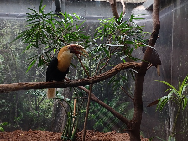 Papuan hornbill (Rhyticeros plicatus)