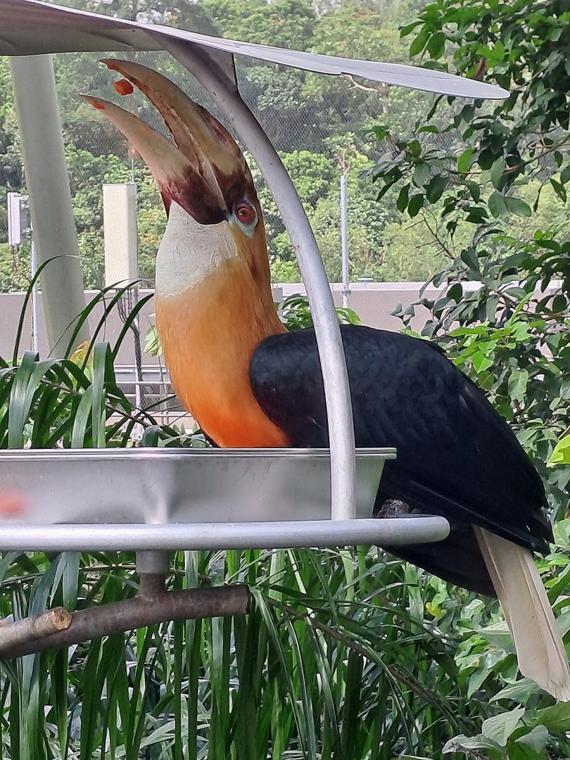 Papuan Hornbill (Rhyticeros plicatus)